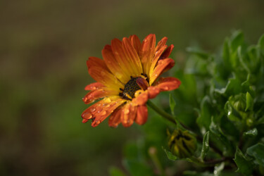 Photography titled "DESPUÉS DE LA LLUVIA" by Eduardo Carpintero García, Original Artwork, Digital Photography