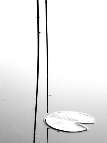 Fotografie mit dem Titel "Seerose 7" von Daniel Rohrbach, Original-Kunstwerk