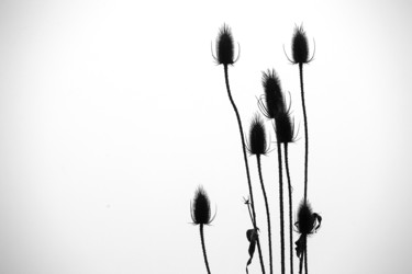 Photography titled "Distel 1" by Daniel Rohrbach, Original Artwork