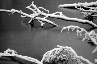 Fotografie mit dem Titel "snow trees" von Daniel Rohrbach, Original-Kunstwerk