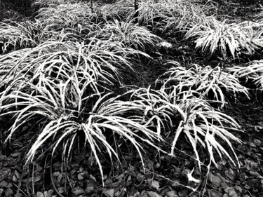 Fotografie getiteld "plants" door Daniel Rohrbach, Origineel Kunstwerk