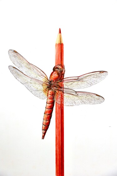 Zeichnungen mit dem Titel "Rote Libelle" von Daniel Rohrbach, Original-Kunstwerk, Conté-Buntstifte