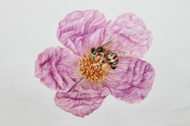 Zeichnungen mit dem Titel "Biene auf Heckenrose" von Daniel Rohrbach, Original-Kunstwerk, Conté-Buntstifte