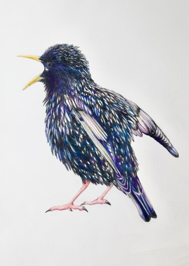 Dessin intitulée "Starling" par Daniel Rohrbach, Œuvre d'art originale, Conté