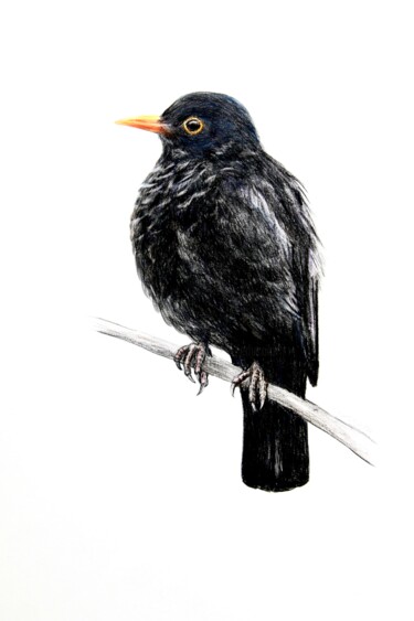 Dessin intitulée "Amsel" par Daniel Rohrbach, Œuvre d'art originale, Conté