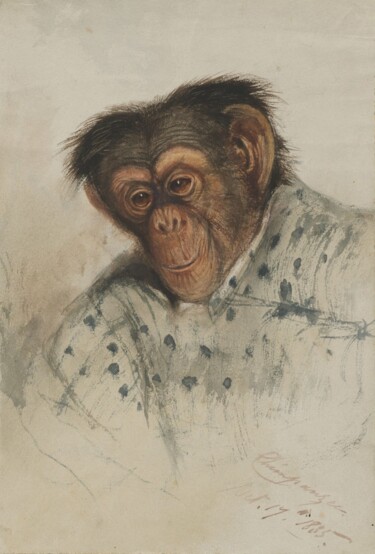 "Tête de chimpanzé" başlıklı Tablo Edward Lear tarafından, Orijinal sanat, Suluboya