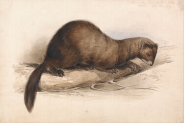 Painting titled "Une fouine" by Edward Lear, Original Artwork, Watercolor
