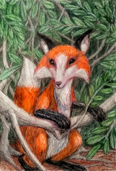 Drawing titled "The Fox" by Edwin Loftus, Original Artwork, Pencil Mounted on Other rigid panel
