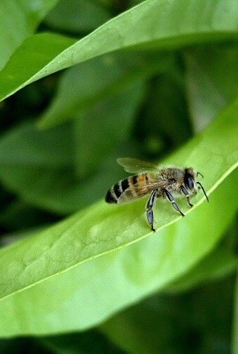 Photography titled "Bee" by Efi Keren, Original Artwork
