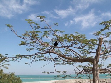 Photography titled "Bird on tree" by Efi Keren, Original Artwork
