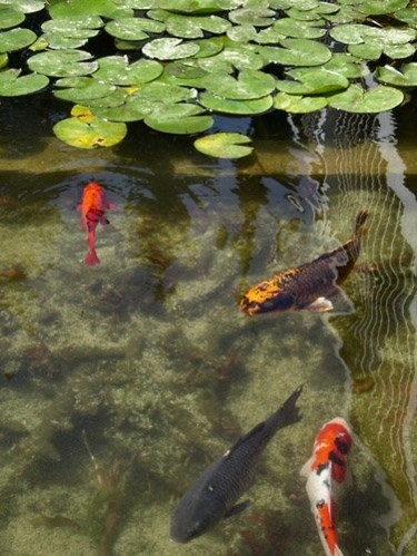 Photography titled "Fish pool" by Efi Keren, Original Artwork