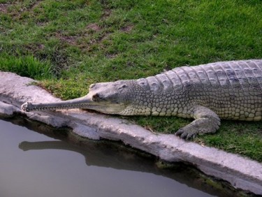 Photography titled "Alligator 5" by Efi Keren, Original Artwork
