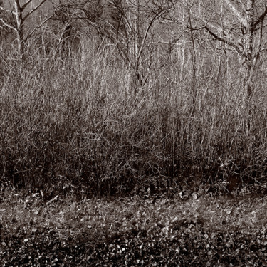 Photography titled "16-nature-grass-egi…" by Egils Spuris, Original Artwork