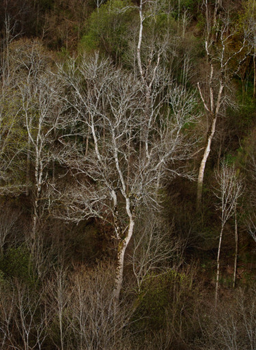 Photography titled "13-nature-trees-egi…" by Egils Spuris, Original Artwork
