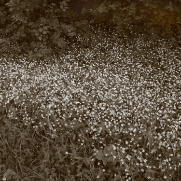 Photography titled "10-nature-grass-egi…" by Egils Spuris, Original Artwork