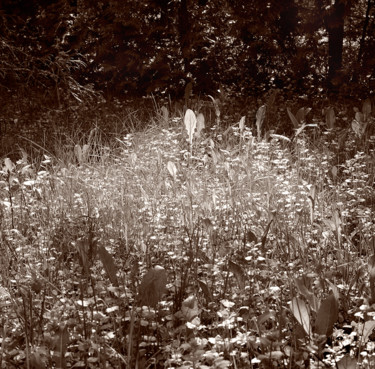 Photography titled "09-nature-grass-egi…" by Egils Spuris, Original Artwork