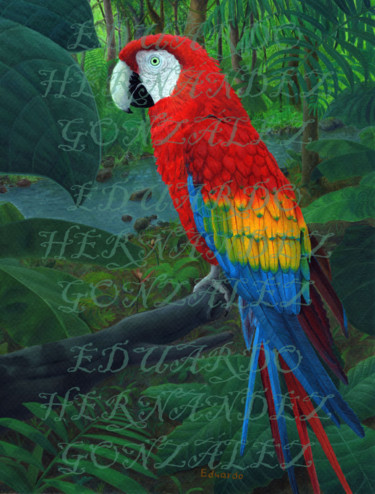 Painting titled "Guacamaya sobre la…" by Eduardo Hernández, Original Artwork, Acrylic