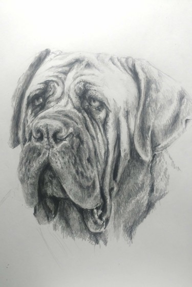 Drawing titled "Boerboel. Portrait" by Ekaterina Gerasimova, Original Artwork, Pencil