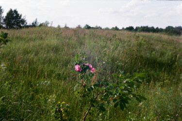 Fotografie getiteld "Meadow rosehip flow…" door Ekaterina Kastalskaya, Origineel Kunstwerk, Film fotografie
