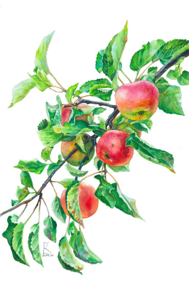 Schilderij getiteld "RED APPLES-watercol…" door Ekaterina Kosyak, Origineel Kunstwerk, Aquarel