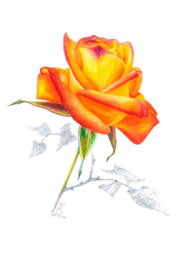 Malerei mit dem Titel "Orange rose" von Ekaterina Kosyak, Original-Kunstwerk, Graphit
