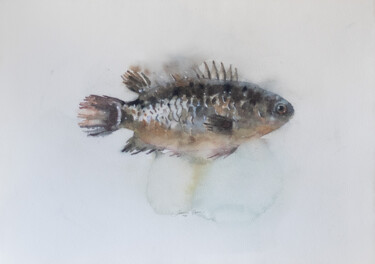 Painting titled "Perch Fish" by Ekaterina Pytina, Original Artwork, Watercolor