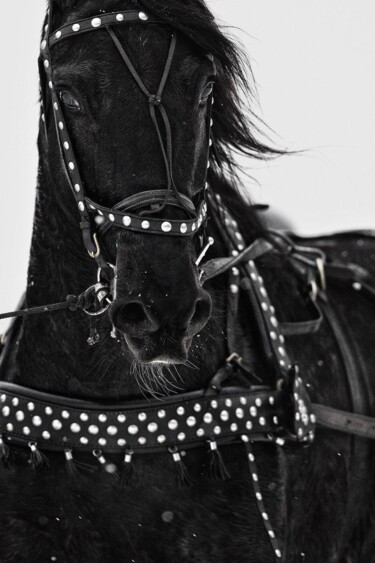 Photographie intitulée "Trace-horse" par Alexander Zabegin, Œuvre d'art originale, Photographie numérique Monté sur Aluminium
