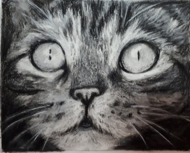 Dessin intitulée "Tabby sketch" par Elaine Coughlan, Œuvre d'art originale, Crayon