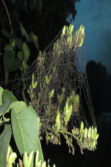 Photographie intitulée "Super spider web fo…" par Rembert Räni, Œuvre d'art originale