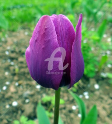 Фотография под названием "violet tulipe" - Elen Ruzh, Подлинное произведение искусства
