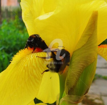 Фотография под названием "abeille" - Elen Ruzh, Подлинное произведение искусства