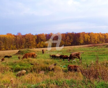 Fotografia zatytułowany „Les coccinelles et…” autorstwa Elen Ruzh, Oryginalna praca