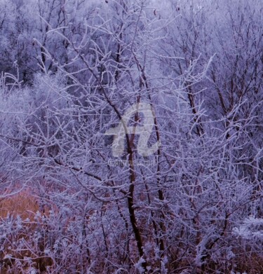 Фотография под названием "Winterbaum" - Elen Ruzh, Подлинное произведение искусства