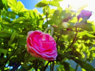 Фотография под названием "Rose" - Elen Ruzh, Подлинное произведение искусства