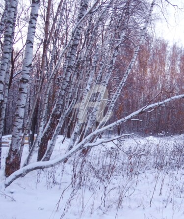 Фотография под названием "Birken im Winter" - Elen Ruzh, Подлинное произведение искусства
