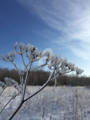 Фотография под названием "Mороз.Frost" - Elen Ruzh, Подлинное произведение искусства