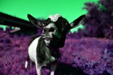 摄影 标题为“Pop art animal” 由Elena Bandurka, 原创艺术品, 数码摄影
