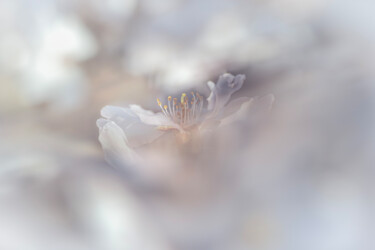 "Almendro" başlıklı Fotoğraf Elena Gurinenko tarafından, Orijinal sanat, Dijital Fotoğrafçılık