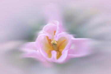 Photographie intitulée "Tulipán en movimien…" par Elena Gurinenko, Œuvre d'art originale, Photographie numérique