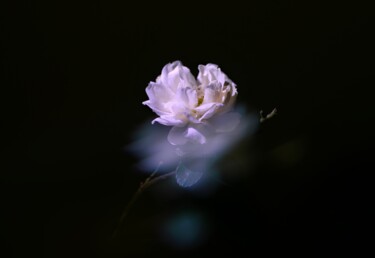 Fotografia intitolato "Rosa" da Elena Gurinenko, Opera d'arte originale, Fotografia digitale
