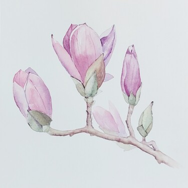 Painting titled "Magnolia" by Elena Kazachkina, Original Artwork, Watercolor