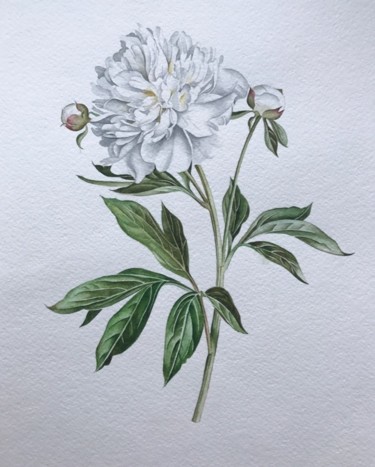 Schilderij getiteld "Botanical Illustrat…" door Elena Maslova, Origineel Kunstwerk, Aquarel