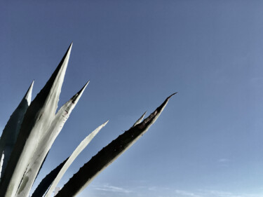 Fotografia intitulada "Aloe minimalism" por Elena R, Obras de arte originais, Fotografia digital