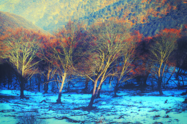 Fotografie mit dem Titel "Trees in light" von Elena Raceala, Original-Kunstwerk, Digitale Fotografie