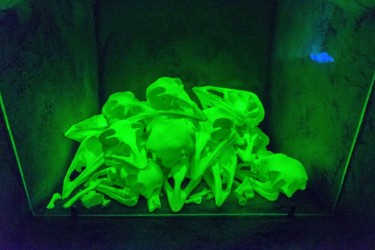 Sculpture intitulée "birds crypt glow in…" par Javier Fortea, Œuvre d'art originale, Plâtre