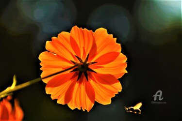 「SUMMER FLOWER」というタイトルの写真撮影 Elina Geyerによって, オリジナルのアートワーク, デジタル