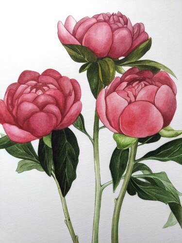 Pintura intitulada "Pink peonies" por Elisa Aleksenko, Obras de arte originais, Aquarela