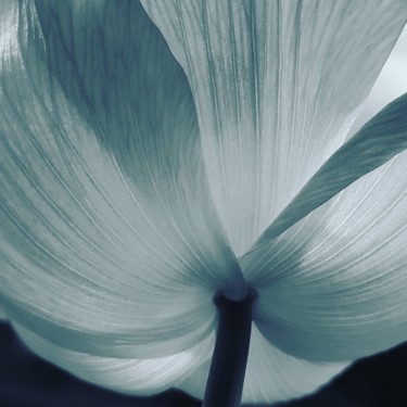Fotografie getiteld "Fleur bleue" door Elisa Guillon, Origineel Kunstwerk, Digitale fotografie