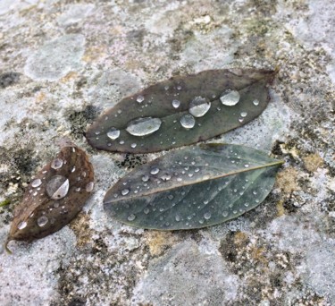 Photography titled "après la pluie au j…" by Elisabeth Durandin, Original Artwork