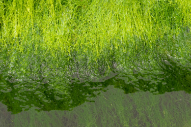 Photographie intitulée "bord d'eau 1.jpg" par Elisabeth Laplante, Œuvre d'art originale, Photographie numérique